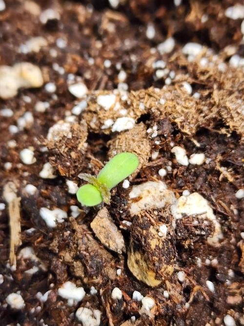 Mix Pack Auto RF3. Week 0