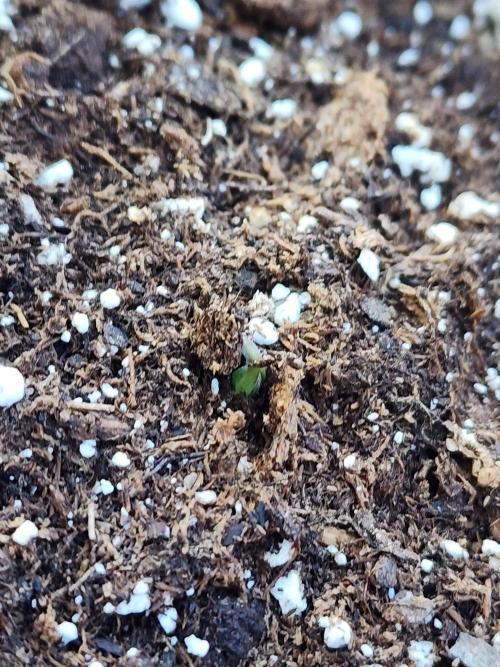 Mix Pack Auto RF3. Week 0