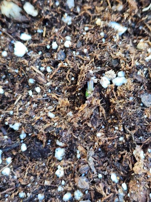 Mix Pack Auto RF3. Week 0