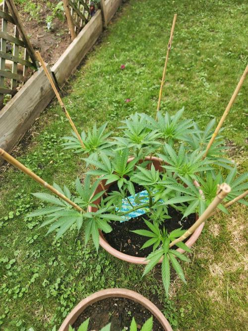 Velvet Moon. Week 13