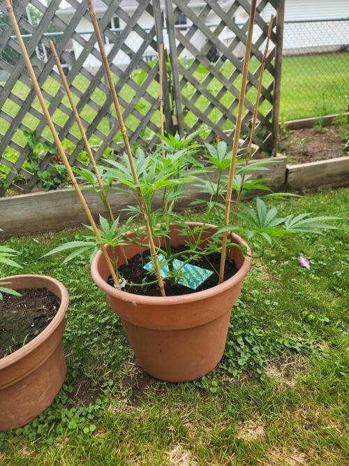 Velvet Moon. Week 13