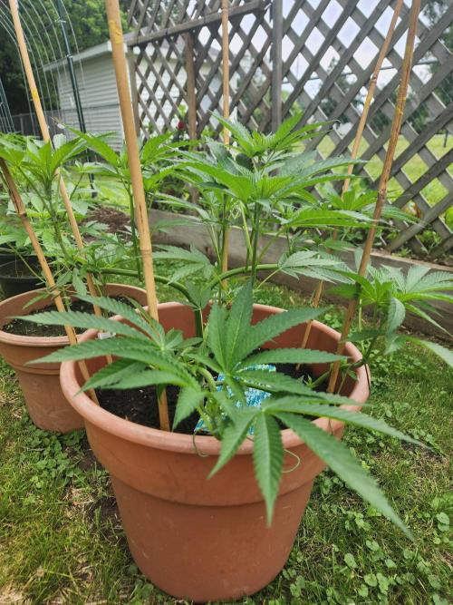 Velvet Moon. Week 13