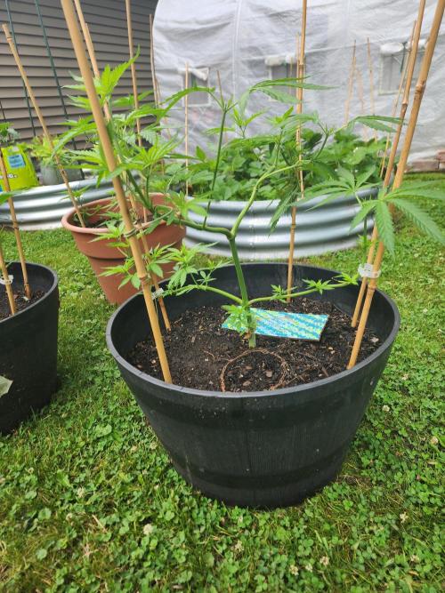 Apricot Scone. Week 13