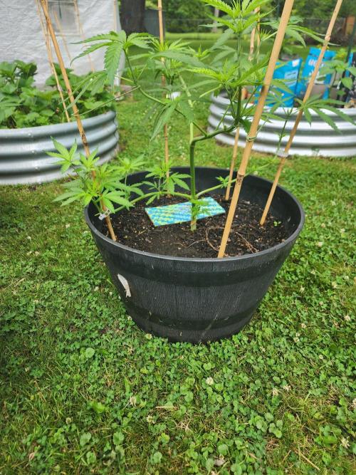 Apricot Scone. Week 13