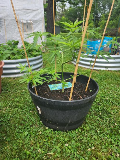 Apricot Scone. Week 13