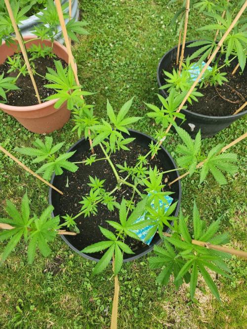 Apricot Scone. Week 13