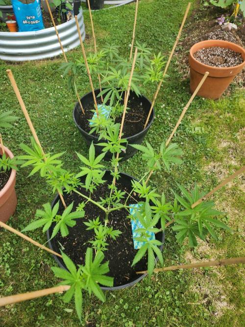 Apricot Scone. Week 13