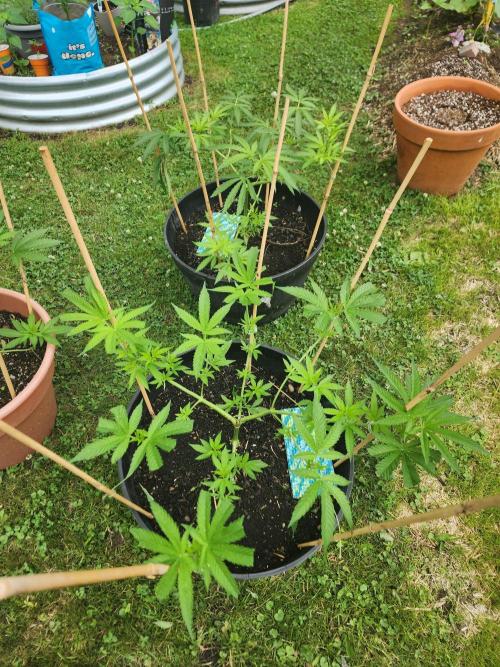 Apricot Scone. Week 13