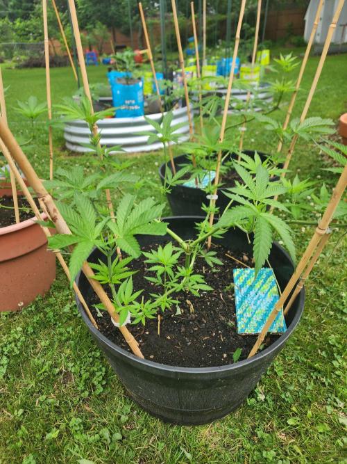 Apricot Scone. Week 13