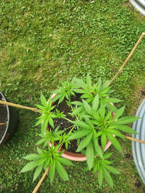 Snoop's punch. Week 9