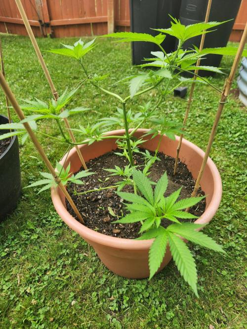 Snoop's punch. Week 9