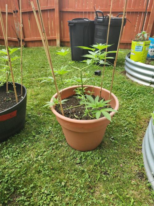 Snoop's punch. Week 9