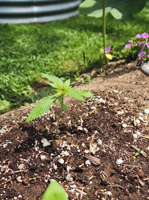 Mix Pack Auto RF3. Week 1