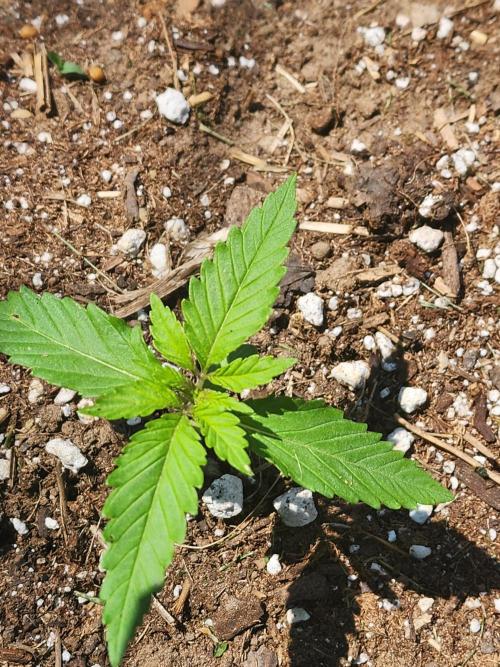 Mix Pack Auto RF3. Week 1