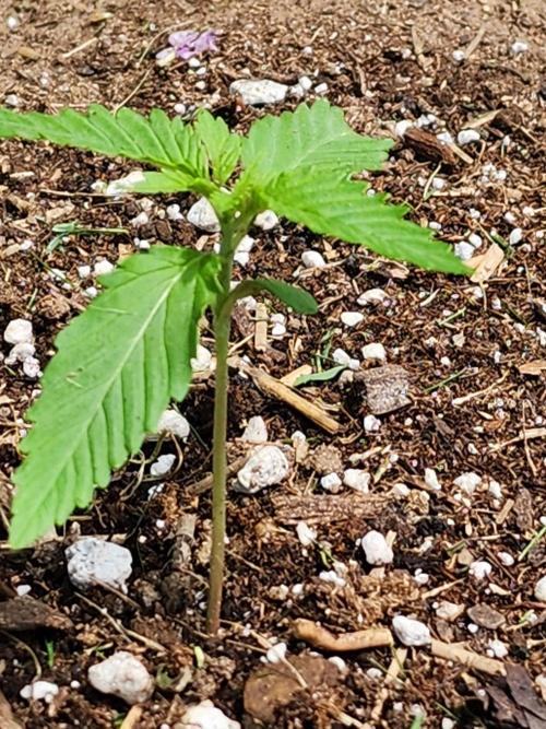 Mix Pack Auto RF3. Week 1