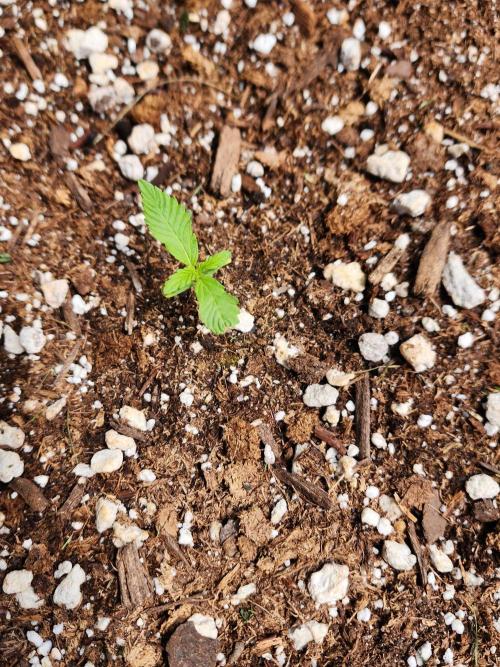 Mix Pack Auto RF3. Week 1