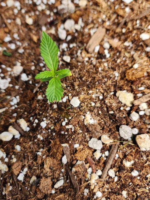 Mix Pack Auto RF3. Week 1