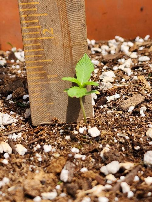 Mix Pack Auto RF3. Week 1