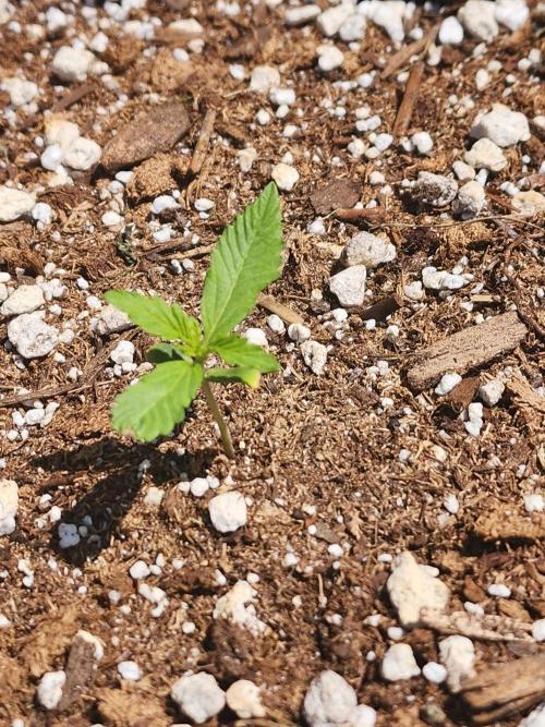 Mix Pack Auto RF3. Week 1