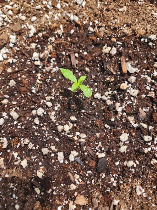 Mix Pack Auto RF3. Week 1