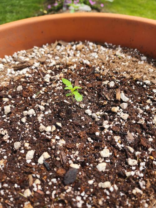 Mix Pack Auto RF3. Week 1