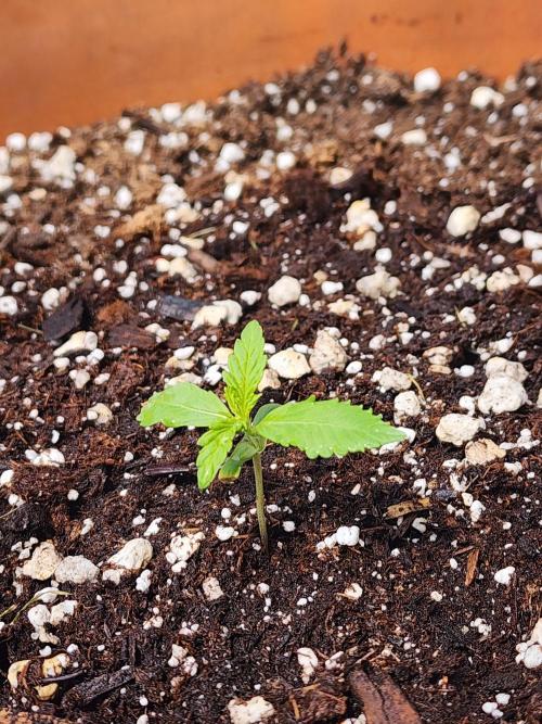 Mix Pack Auto RF3. Week 1