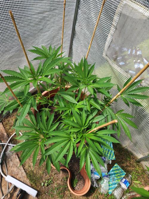 Velvet Moon. Week 14