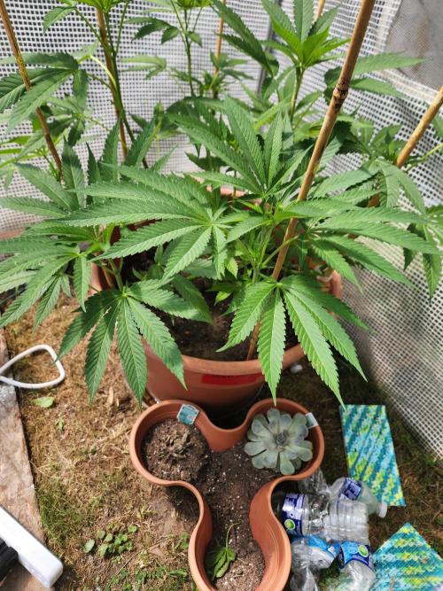 Velvet Moon. Week 14