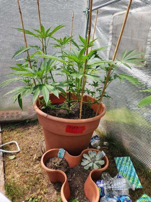 Velvet Moon. Week 14