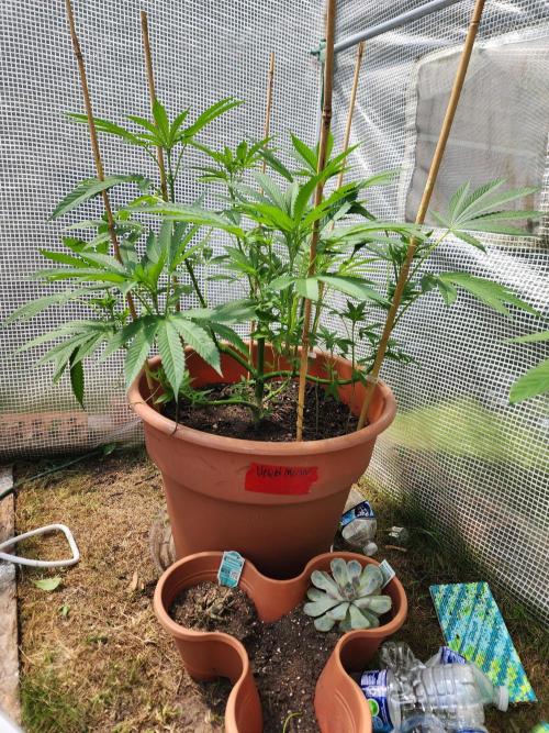 Velvet Moon. Week 14
