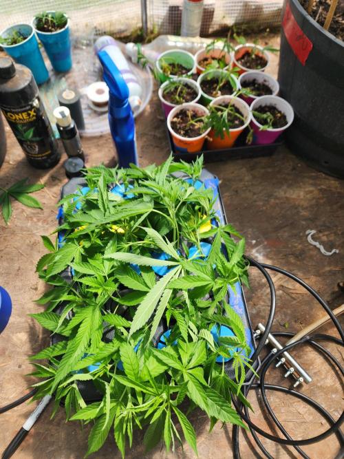 Velvet Moon. Week 14