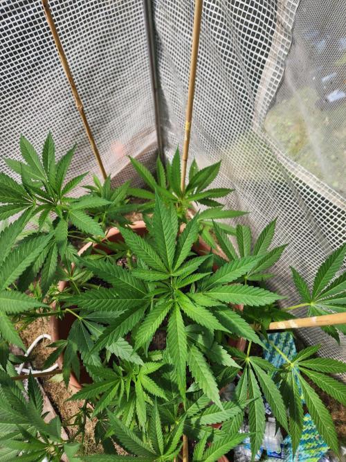 Velvet Moon. Week 14