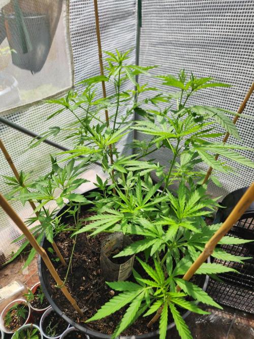 Apricot Scone. Week 14