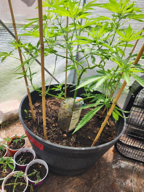 Apricot Scone. Week 14