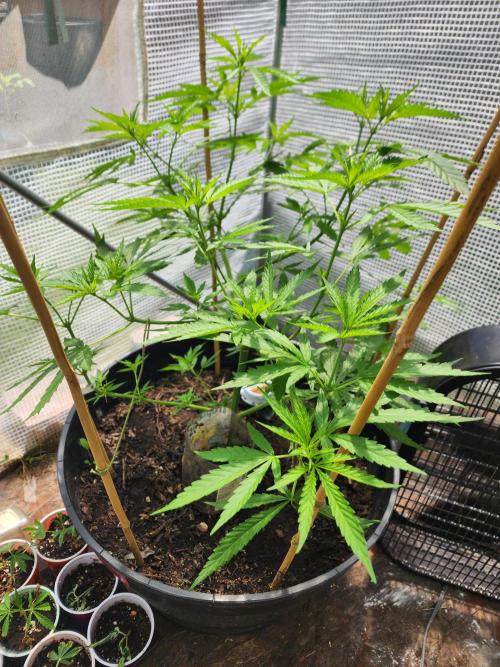 Apricot Scone. Week 14