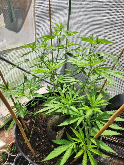Apricot Scone. Week 14