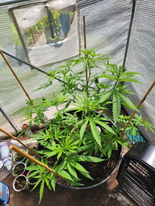 Apricot Scone. Week 14