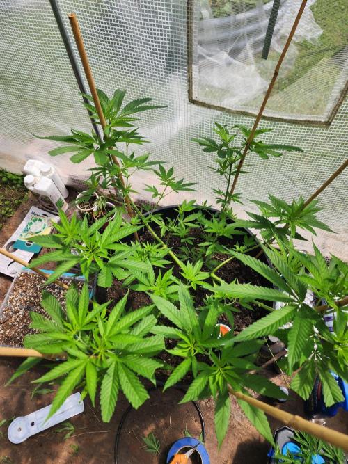 Apricot Scone. Week 14