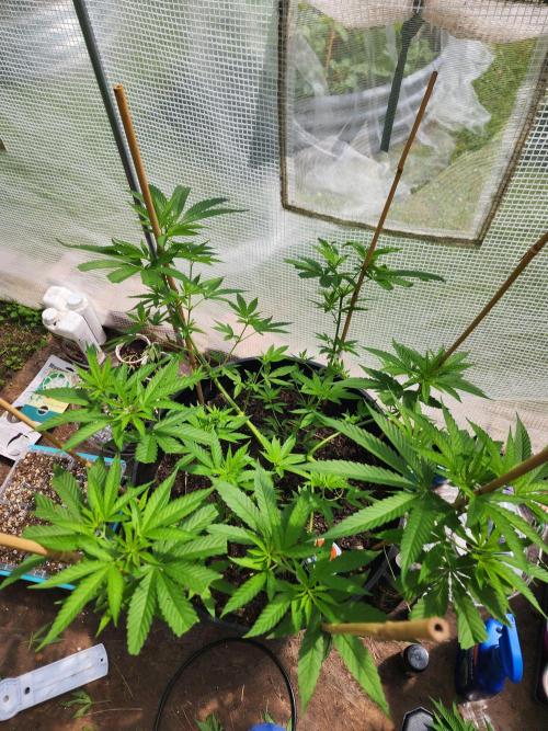 Apricot Scone. Week 14
