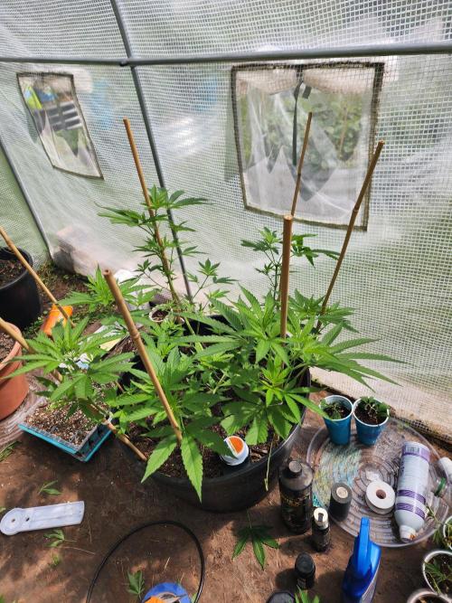 Apricot Scone. Week 14