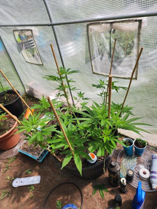 Apricot Scone. Week 14