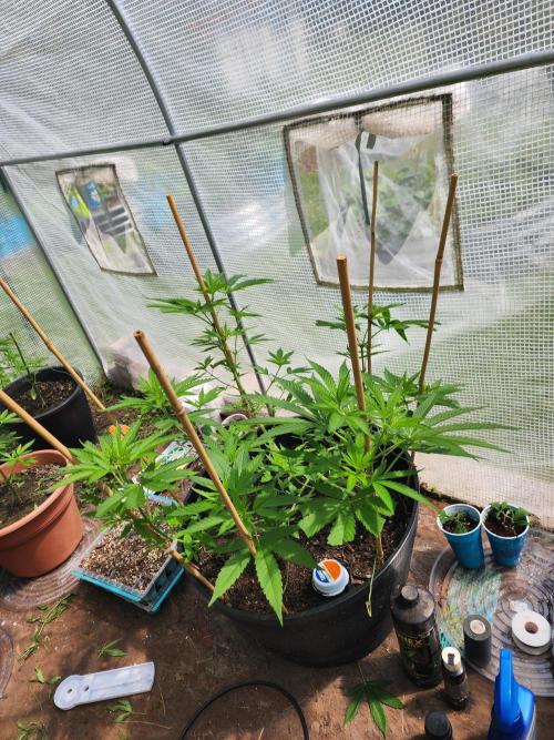 Apricot . Week 14
