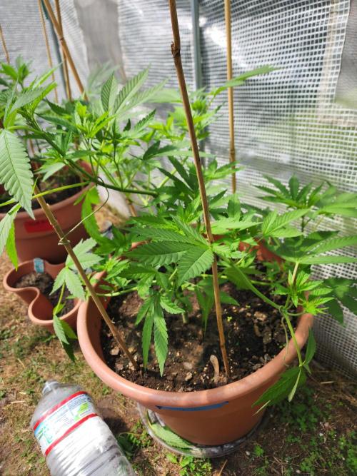 Snoop's punch. Week 10