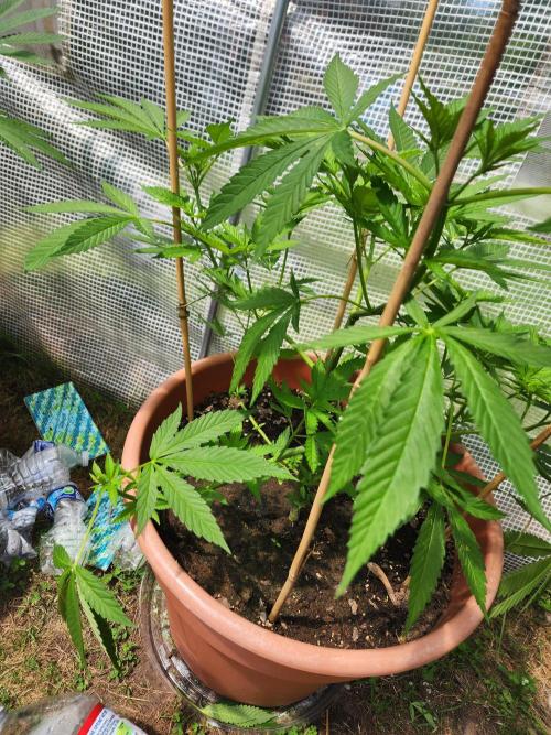 Snoop's punch. Week 10