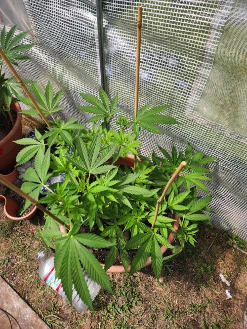 Snoop's punch. Week 10