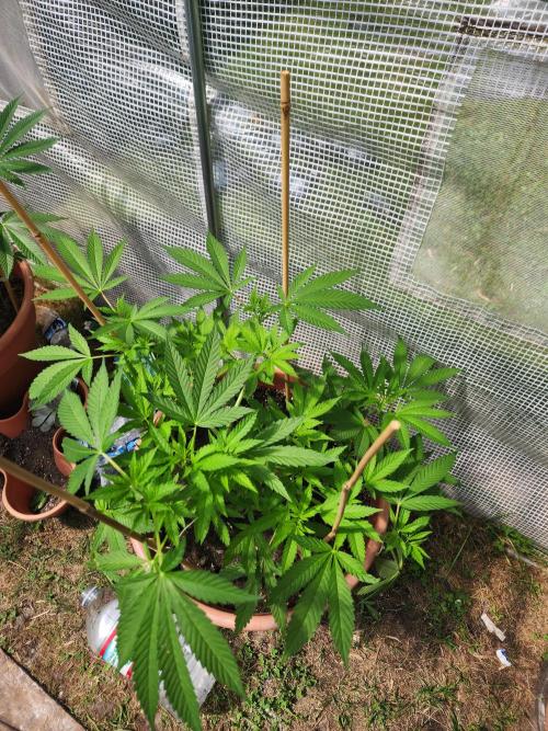 Snoop's punch. Week 10