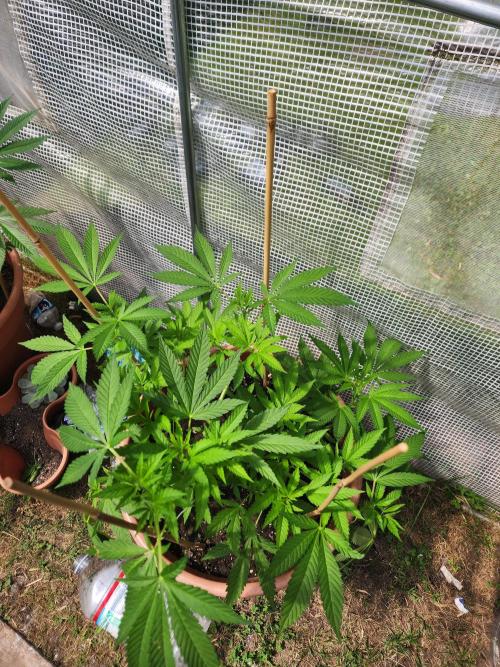 Snoop's punch. Week 10