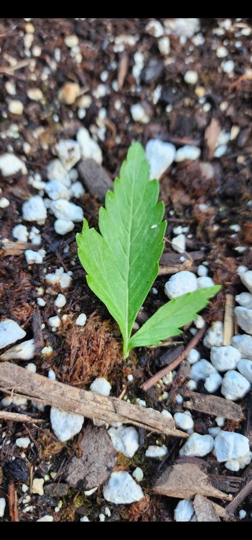 Mix Pack Auto RF3. Week 2