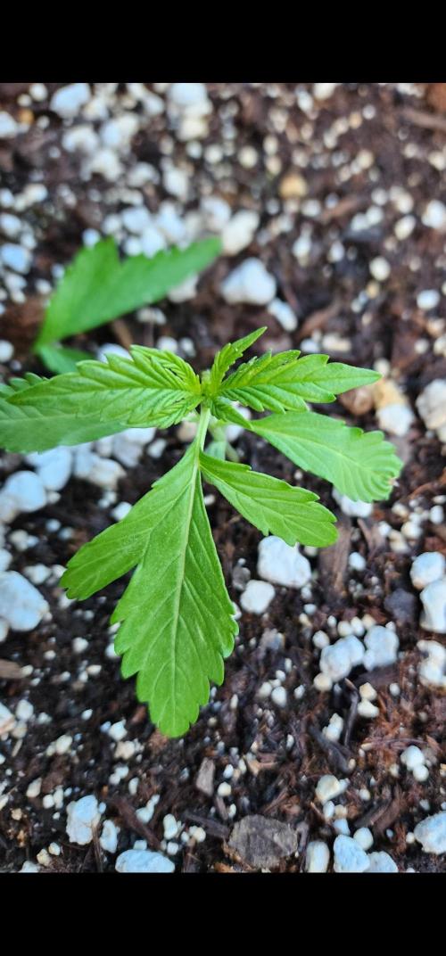 Mix Pack Auto RF3. Week 2