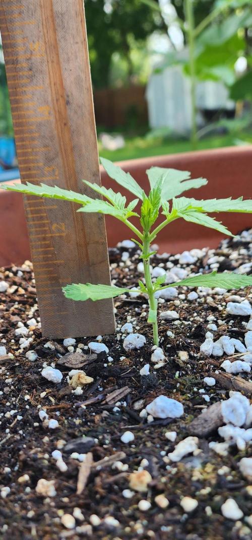 Mix Pack Auto RF3. Week 2